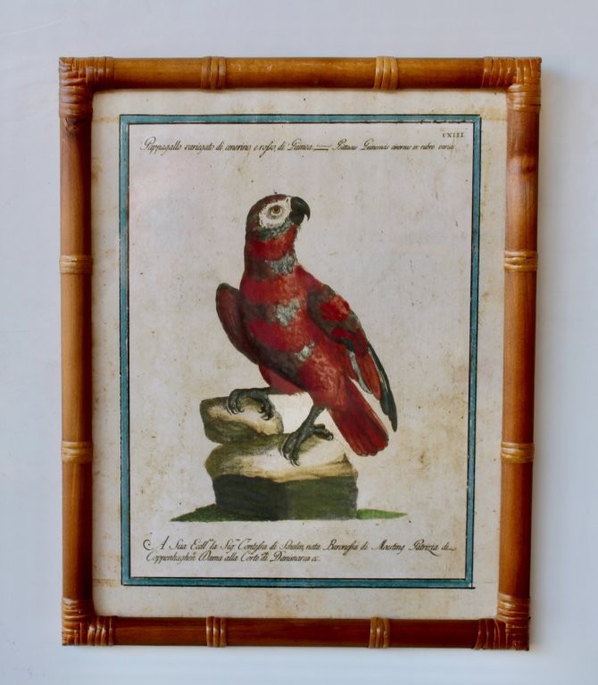 Red Parrot Picture Bamboo Frame